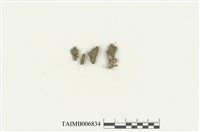 藏品(東京扁萼蘚)的圖片